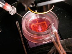 生物傳感器問世對(duì)未來人類的發(fā)展進(jìn)程影響深遠(yuǎn)